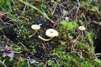 Lichenomphalia umbellifera image