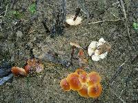 Flammulina velutipes image