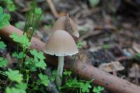 Psathyrella longipes image