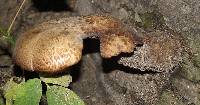 Polyporus squamosus image