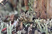 Cladonia squamosa image