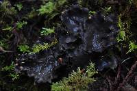 Peltigera neopolydactyla image