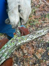 Auricularia auricula-judae image