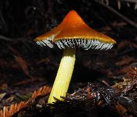 Hygrocybe singeri image