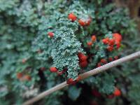 Cladonia cristatella image