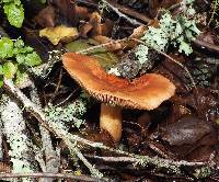 Lactarius xanthogalactus image