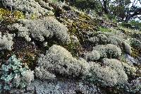 Cladonia portentosa image