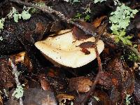 Lactarius alnicola image