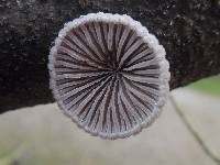 Schizophyllum commune image