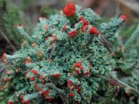 Cladonia cristatella image