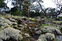 Cladonia portentosa image