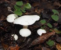 Hygrophorus eburneus image