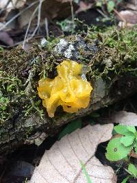 Tremella aurantia image