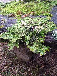 Lobaria pulmonaria image