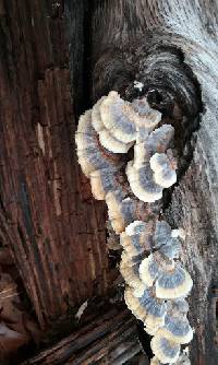 Trametes versicolor image