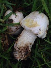 Agaricus xanthodermus image