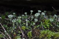 Cladonia pyxidata image