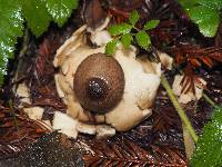 Geastrum saccatum image