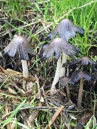 Coprinopsis lagopus image