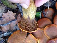 Omphalotus olivascens image