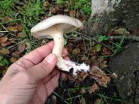 Clitocybe nebularis image