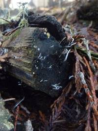 Xylaria hypoxylon image