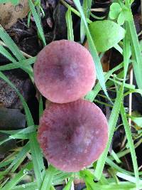 Marasmius plicatulus image