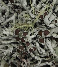 Hypogymnia heterophylla image