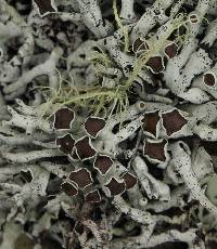 Hypogymnia heterophylla image