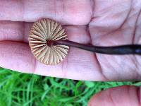 Marasmius plicatulus image