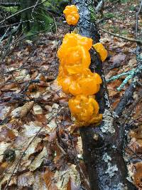 Tremella mesenterica image