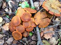 Omphalotus olivascens image