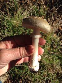 Amanita pantherina image