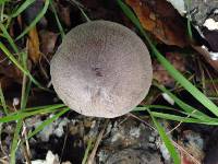 Psathyrella uliginicola image