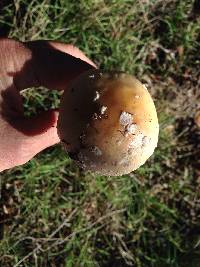 Amanita pantherina image