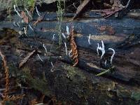 Xylaria hypoxylon image