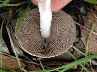 Psathyrella uliginicola image