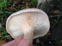 Clitocybe nebularis image