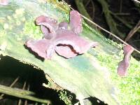 Auricularia auricula-judae image