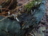 Xylaria hypoxylon image