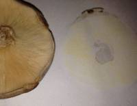 Clitocybe nebularis image