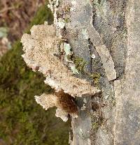 Schizophyllum commune image