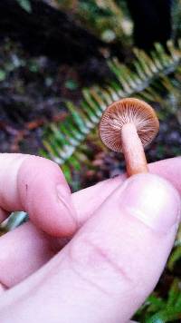 Lactarius rubidus image