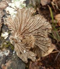 Schizophyllum commune image