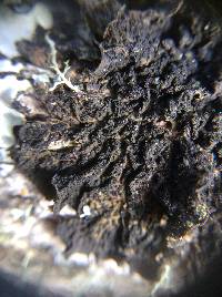 Collema furfuraceum image