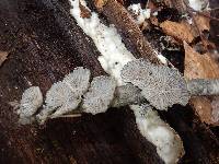 Schizophyllum commune image