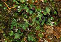 Peltigera venosa image