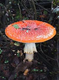 Amanita muscaria image