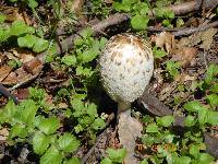 Coprinus comatus image