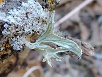 Ramalina complanata image